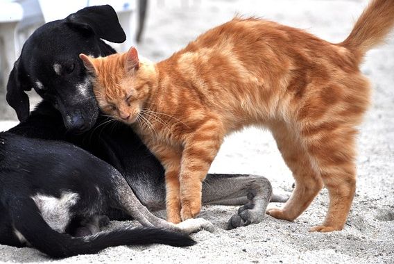 Rote Katze schmust mit schwarzem Hund