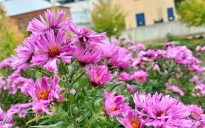 MorgenINNPULS – Schon gewusst?