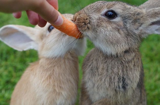 Zwei Kaninchen knabbern an einer Karotte.