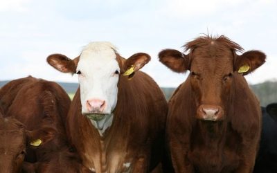 Weniger Rinder und Milchkühe in fast allen Regierungsbezirken – Oberbayern verzeichnet leichte Zunahme