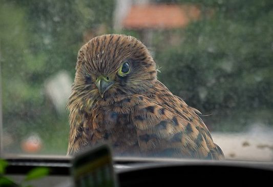 Vogel vor Glasscheiben schützen