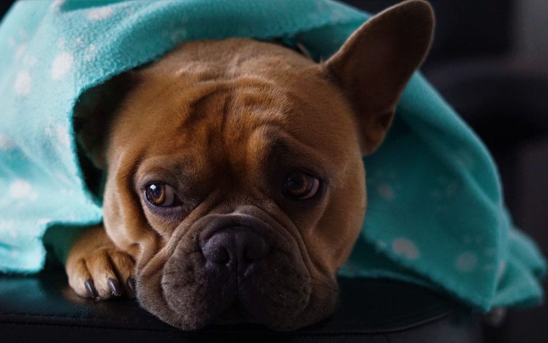 Wetterumbrüche mit dem Hund entspannt meistern