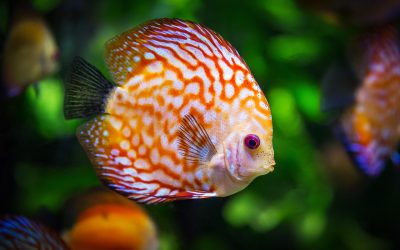 Familienzuwachs im Aquarium