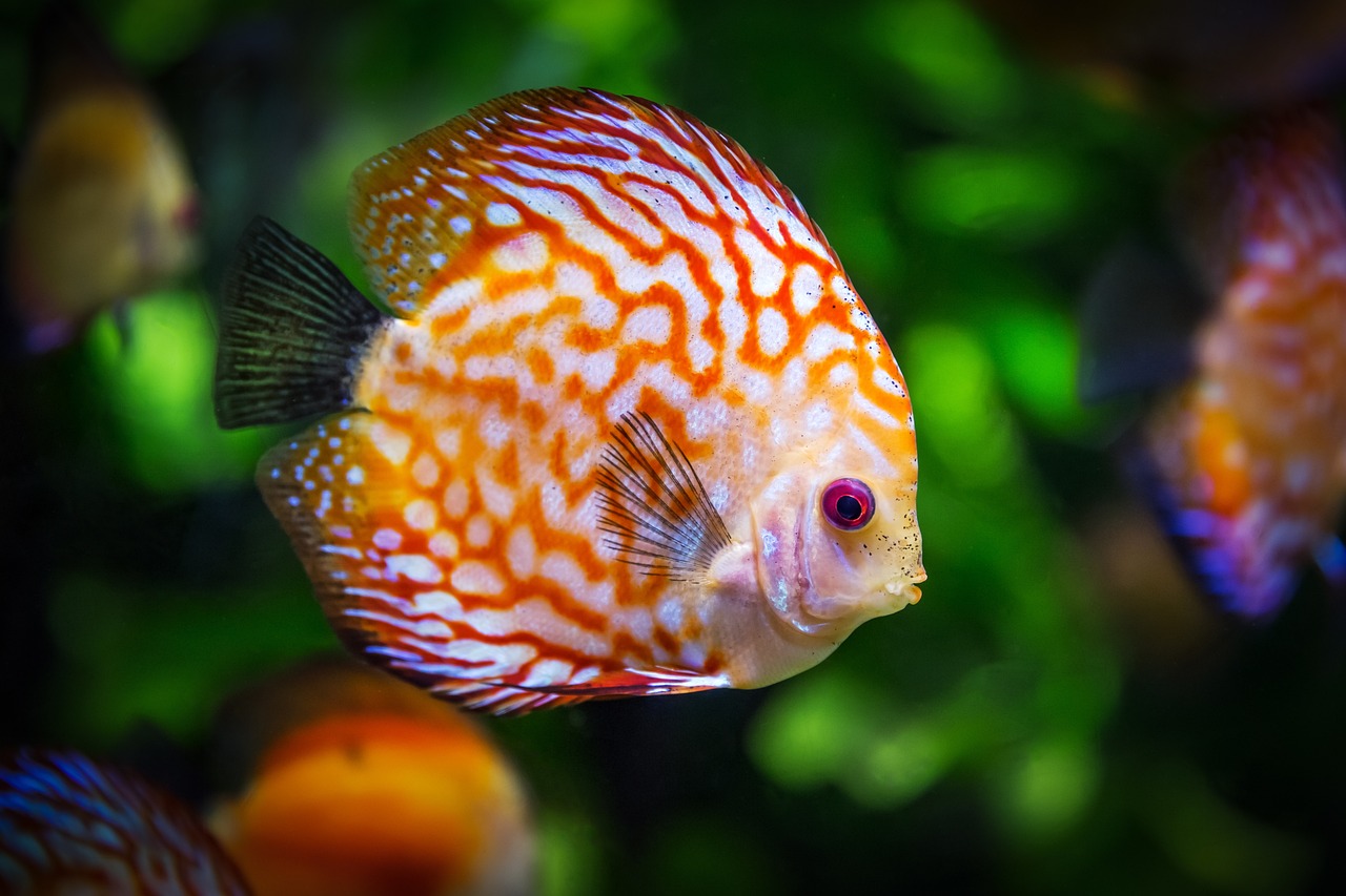 Fisch in einem Aquarium.