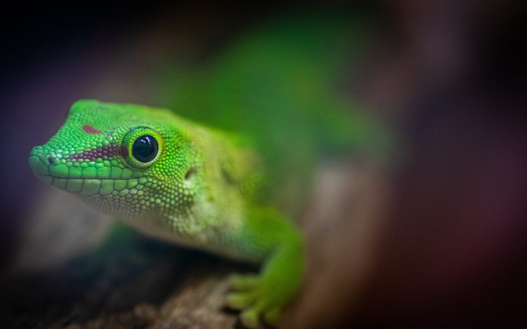 Taggeckos: Aktive Gesellen im Terrarium