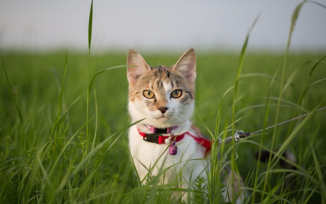 Gassi mit Katze: Erkundung an der Leine