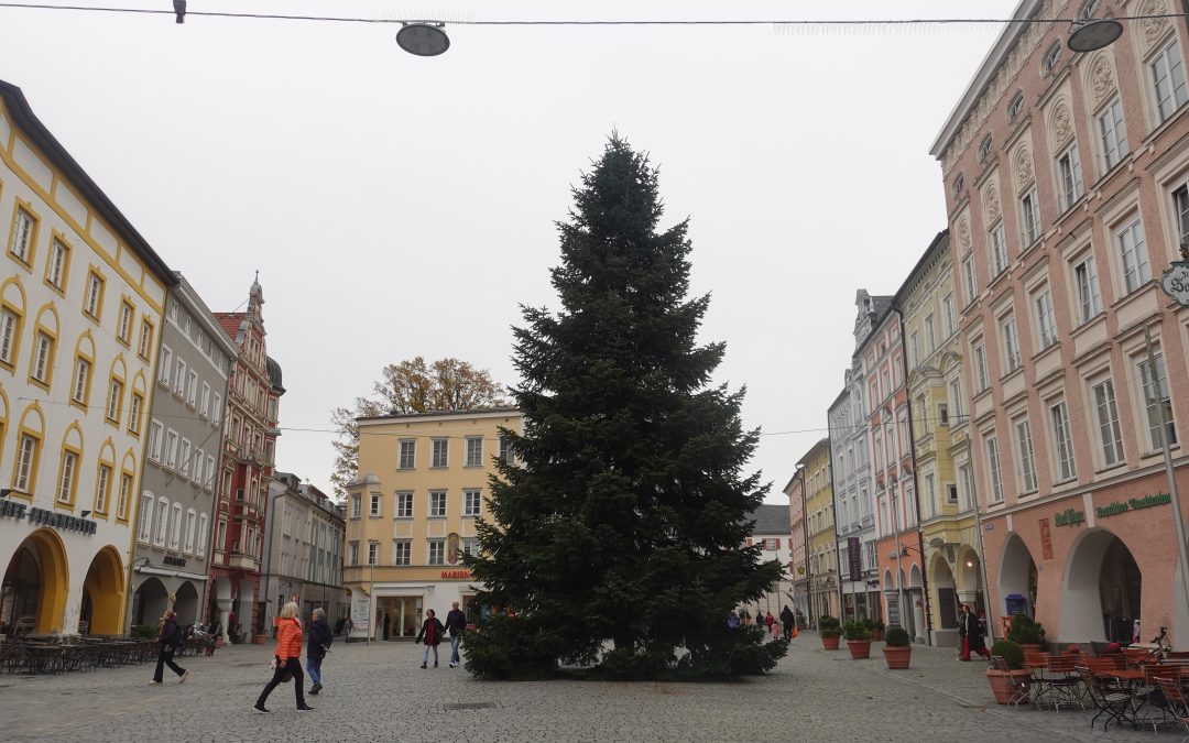Der Christbaum am Max-Josefs-Platz steht