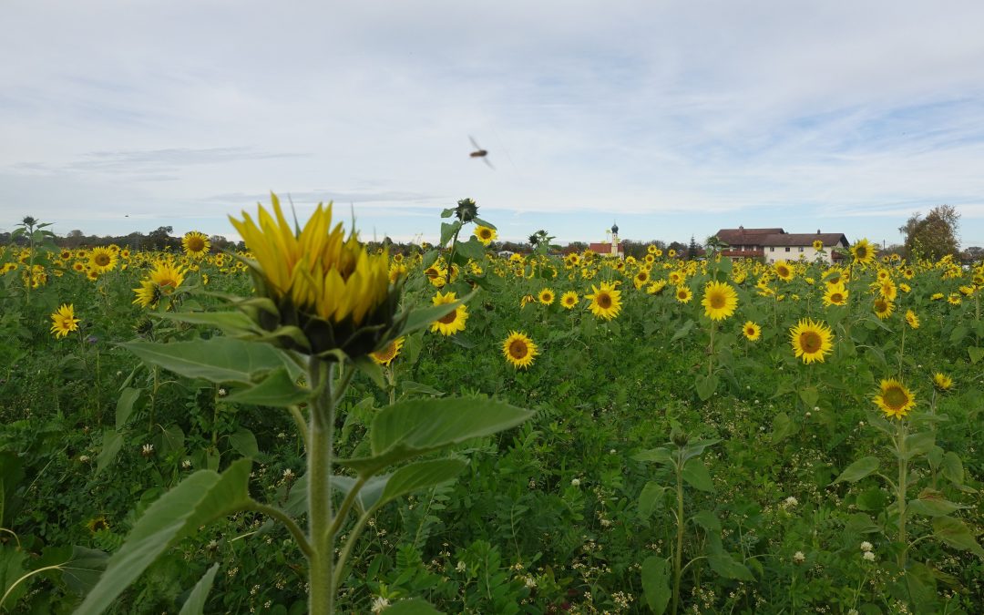 Sonnenblumenpracht im November