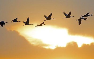 Tanz der Kraniche: Bayerns Himmel wird zur Bühne des Vogelzugs