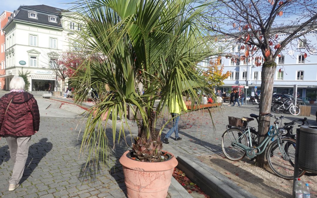 Auch im November noch mediterranes Flair in Rosenheim