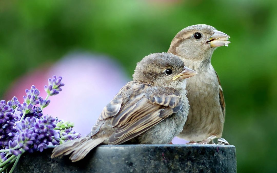 Über 3000 Gärten in Bayern sind vogelfreundlich