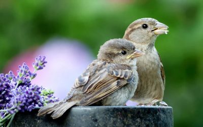 Weniger Mehlschwalben und Mauersegler in Bayern: Vogelzählung zeigt Rückgang bei Gartenvögeln