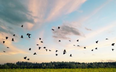 Herbstlicher Vogelzug über Bayern erreicht Höhepunkt: Millionen Tiere auf dem Weg in den Süden