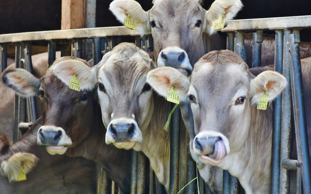 PETA erstattet Anzeige gegen 12 Anbindehaltungen von Rindern