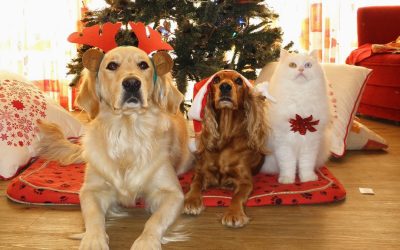 Adventsmarkt im Tierheim Ostermünchen lädt zum Stöbern und Genießen ein
