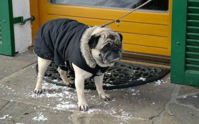 „Wir müssen draußen bleiben“ Zugangsrechte mit Hund im städtischen Alltag