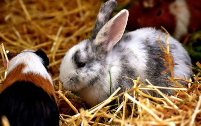 Mehr Gesellschaft für Kleintiere: Immer mehr Kaninchen und Meerschweinchen leben in Gruppen