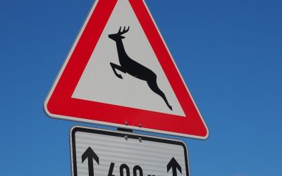 Wenn Rehe die Straße kreuzen – Drei Wildunfälle binnen zwei Tagen im Raum Rosenheim