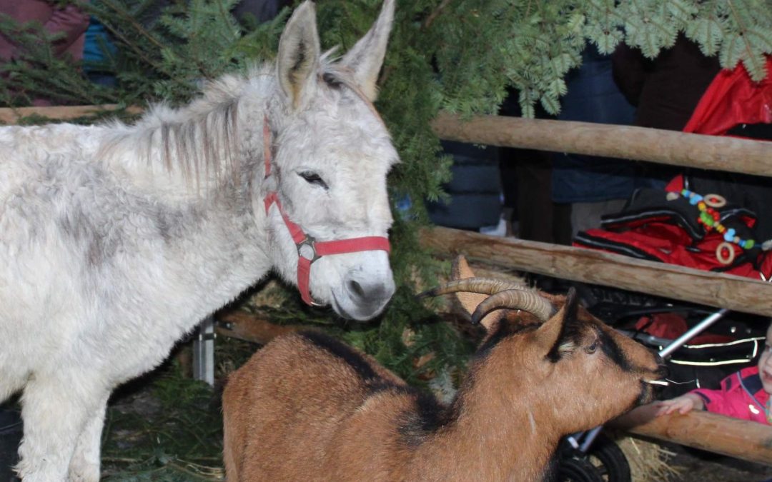 So schön war der Adventsmarkt in Kammer