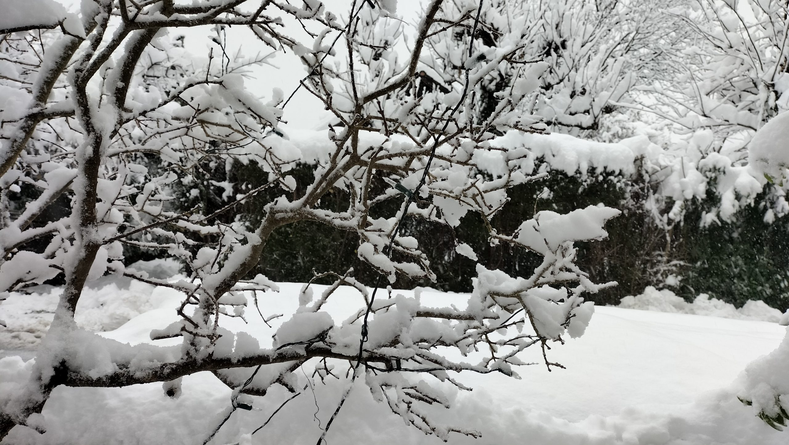 Äste eines Baumes bedeckt mit Schnee, Copyright Josefa Staudhammer Innpuls.me