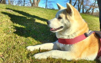 Unterwegs mit dem Hund: Geeignete Trinkquellen erkennen