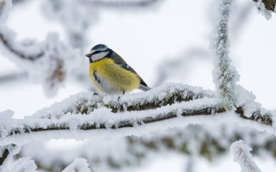 Flaute trotz Frost: Wintervögel im Garten auf Rückzug
