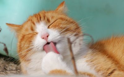Katzen in kleiner Wohnung: Das versteckte Potenzial der Wände