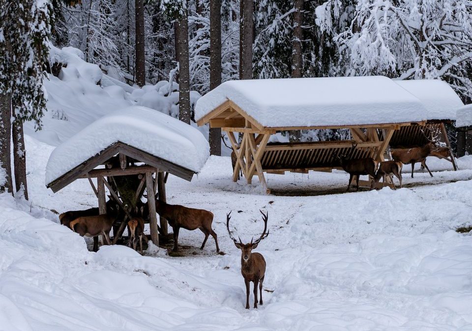 Aiwanger: „Artgerechte Winterfütterung nutzt Tieren und Wald“