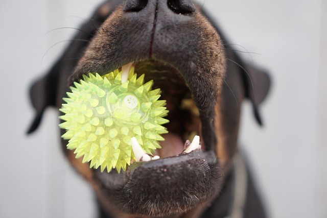 Hund mit gelben Ball in der Schnauze