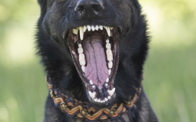 Hunde geraten aneinander – Pfefferspray-Einsatz in Schechen