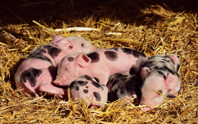 Schweinebestand 2024 in Bayern leicht unter Vorjahresniveau
