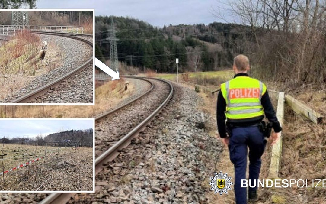 Bundespolizisten als Viehhüter unterwegs