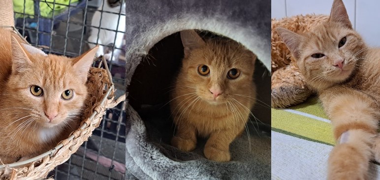 Tiere suchen ein Zuhause: Ira, Ivanka und Isabella – Drei rotgetigerte Katzenmädels