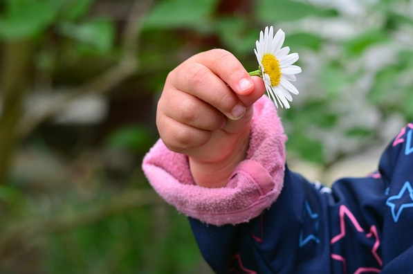 Kinderhand mit Gänseblümchen