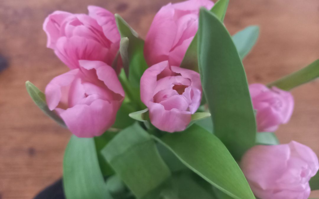 Tulpensaison hat begonnen – 10 kuriose Fakten