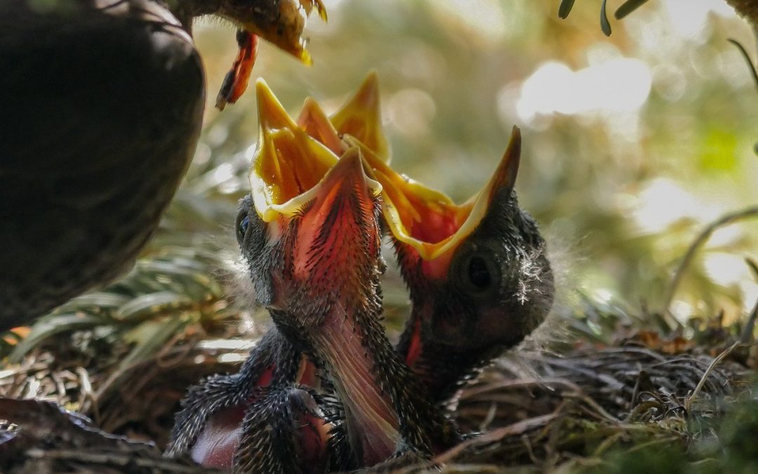 Ab in die Hecke: Brutsaison der Vögel beginnt im März