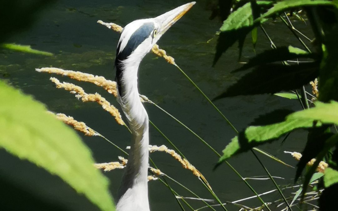 Wer bist Du denn? Stadtwerke Rosenheim suchen Namen für einen Fischreiher