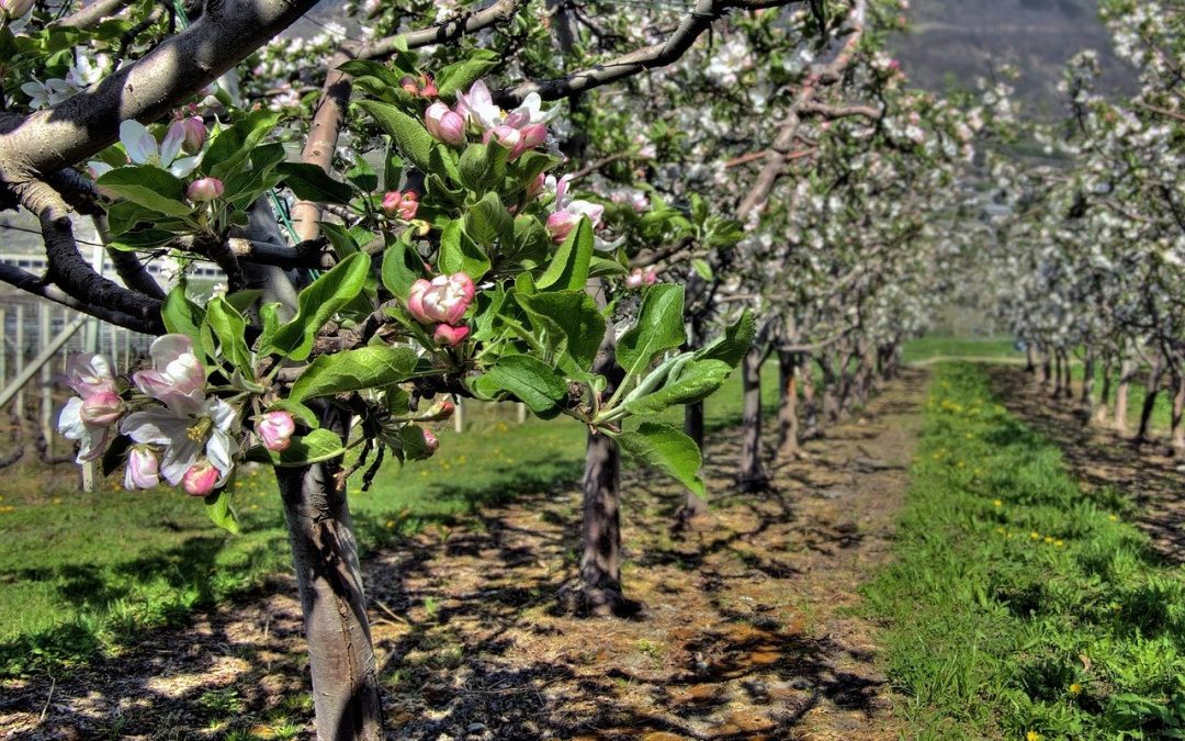 LBV: Artenvielfalt im Öko-Obstbau aktiv fördern