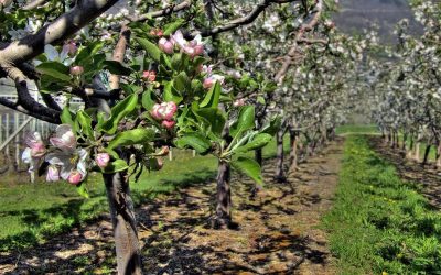 Obstbau unter Druck: BBV unterstützt Brandbrief der Bauern