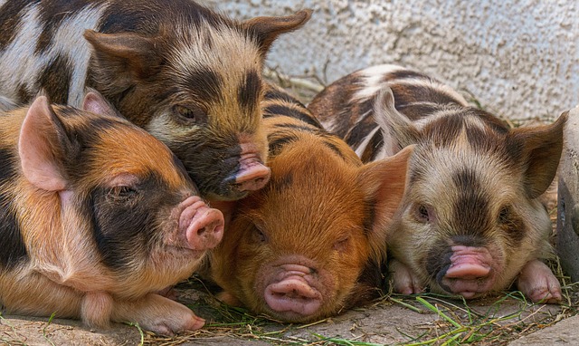 Schweinebestand in Bayern nimmt 2023 wieder leicht zu