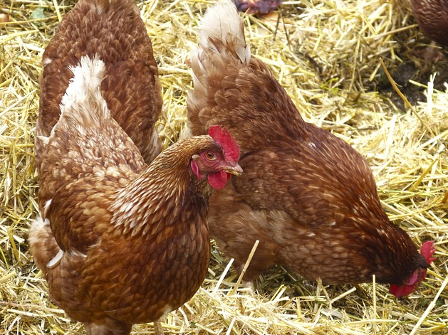 Bayerische Hennen legten 2023 pro Tag rund 3,1 Millionen Eier
