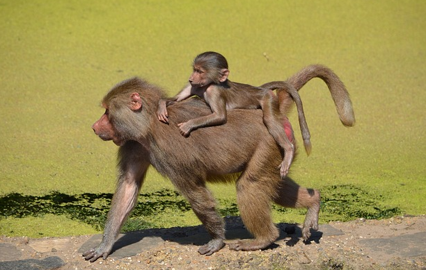 Mögliche Tötung von Pavianen: Umweltausschuss stützt Tiergarten