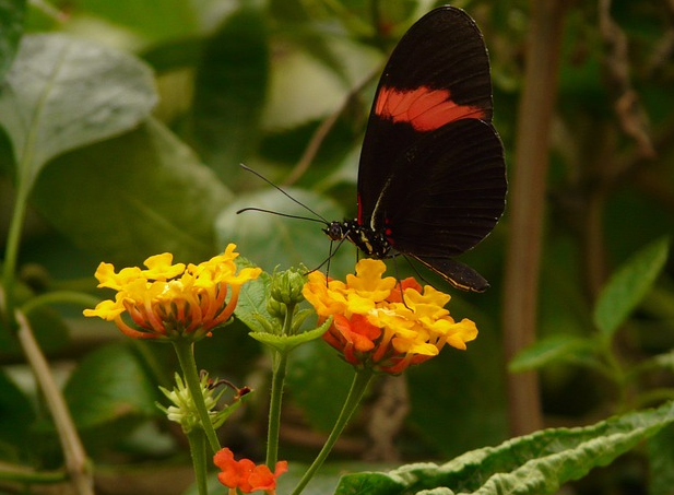 Gene steuern das Verhalten – zumindest bei Heliconius-Schmetterlingen
