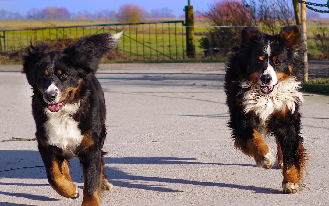 Gassi-Knigge: Verhaltenstipps für die Begegnung mit fremden Hunden