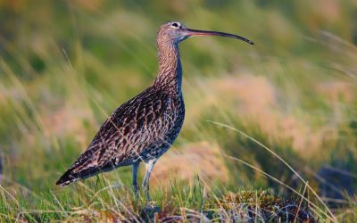 Brachvogel in Bayern: So viele Jungvögel wie seit Jahren nicht mehr