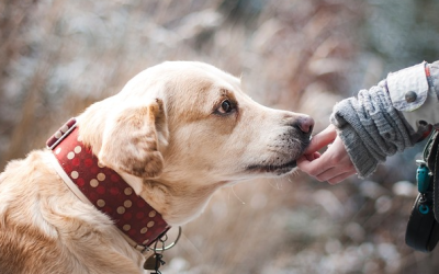 Kind und Hund aneinander gewöhnen: Tipps für ein sicheres und harmonisches Miteinander