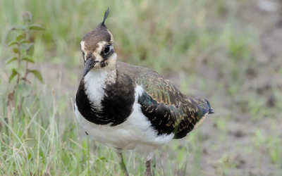 LBV zeichnet Landwirte für aktiven Vogelschutz aus