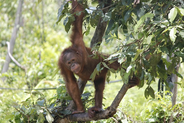 Zum Schutz von Orang-Utans: Kooperationsvereinbarung zwischen Hellabrunn und ZGF besiegelt