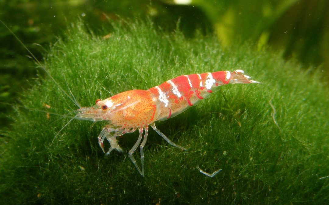 Die spannende Welt von Garnelen und Krabben im Aquarium