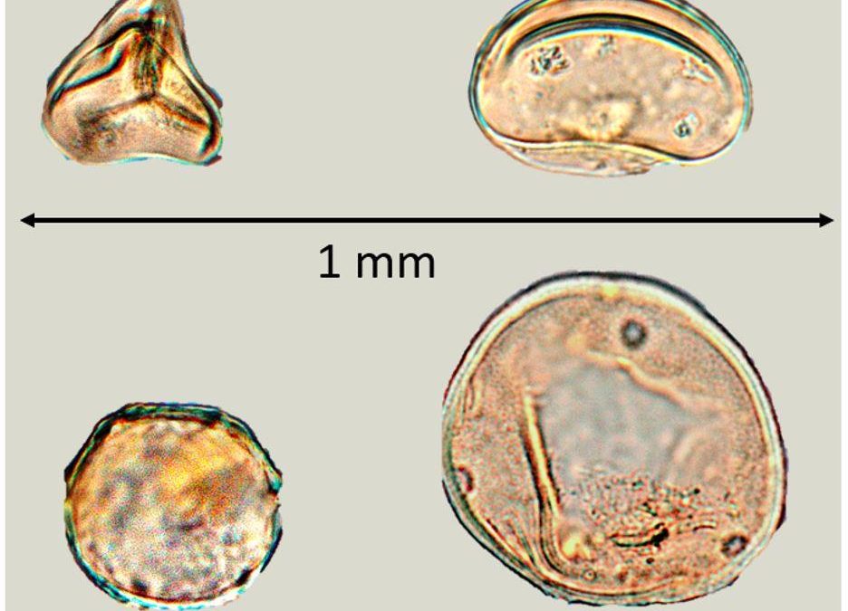 20 Millionen Jahre alte Baumpollen konserviert: Damals kein Fichtenwald im Fichtelgebirge